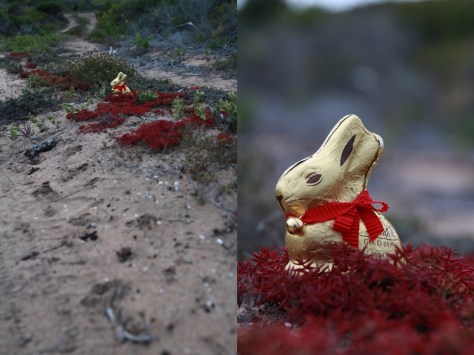 Bunnies for the Adults..