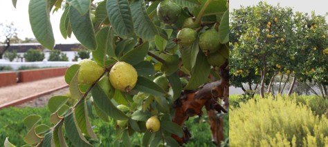 Seeing out lunch starter at Babel, still hanging on the tree...