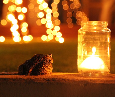 Even the frogs needs a bit of Christmas warmth...